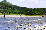 気田川の鮎釣り 